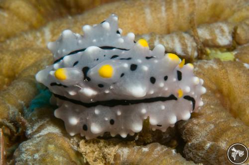 Phyllidia elegans from PNG