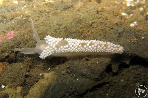 Flabellina verrucosa from Norway