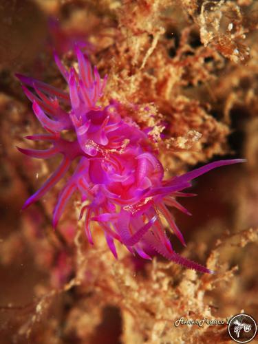 Flabellina affinis from Italy