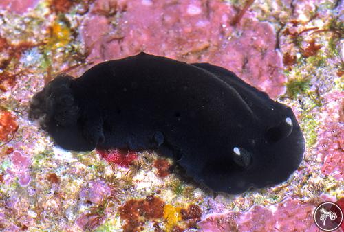 Dendrodoris nigra from Kiribati