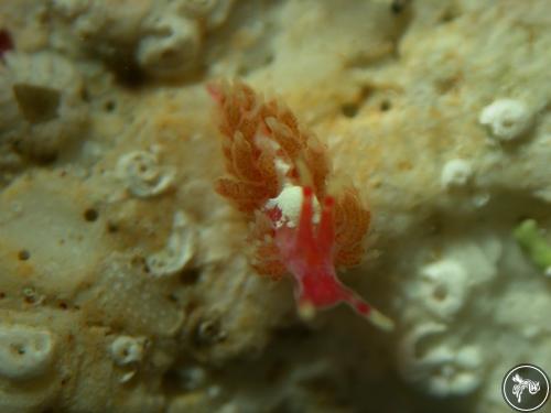 Cuthona lizae from Bahia de Banderas, Mexico