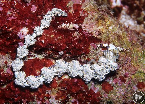 Pteraeolidia ianthina from Kiribati