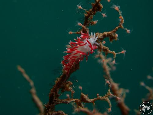 Flabellina bertschi from Bahia de Banderas, Mexico