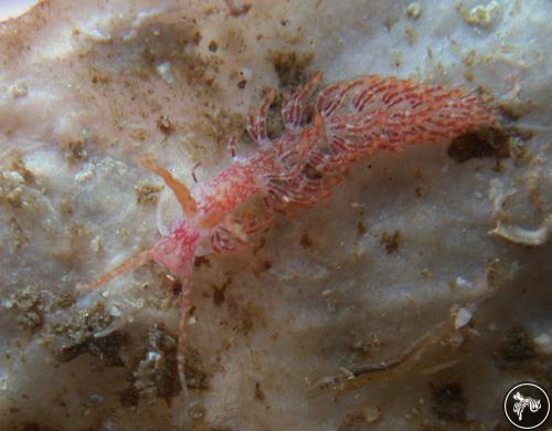 Anetarca armata from Bahia de Banderas, Mexico