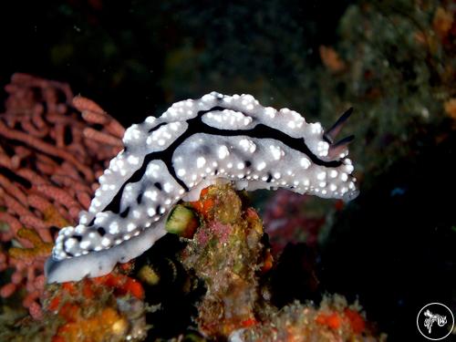 Phyllidiella lizae from Indonesia