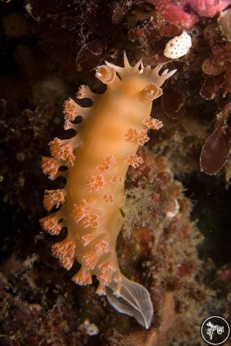 Tritonia incerta from New Zealand