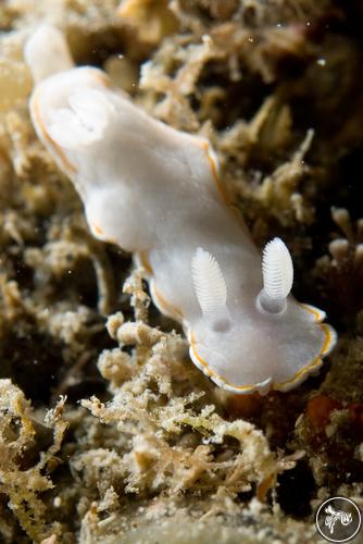 Goniobranchus aureomarginatus from New Zealand