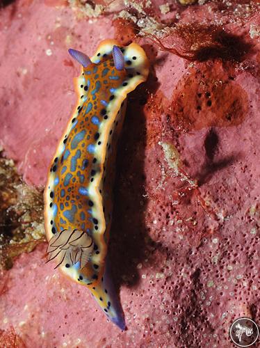 Hypselodoris acriba from Netherlands Antilles