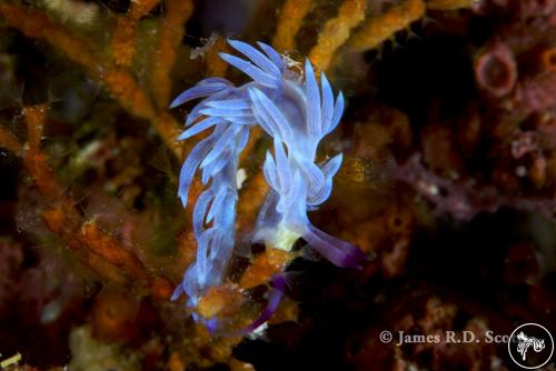 Pteraeolidia ianthina from Maldives