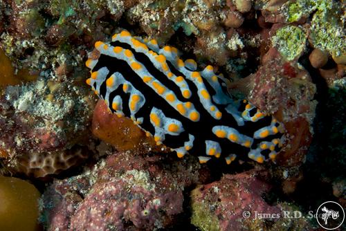 Phyllidia varicosa from Maldives