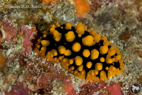 Phyllidia ocellata from Maldives