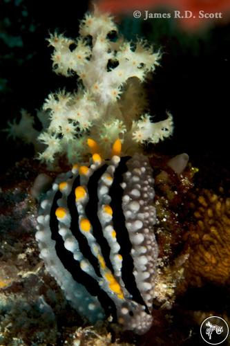 Phyllidia alyta from Maldives