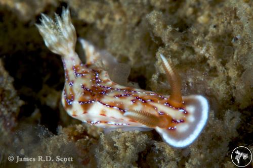 Hypselodoris krakatoa from Sri Lanka