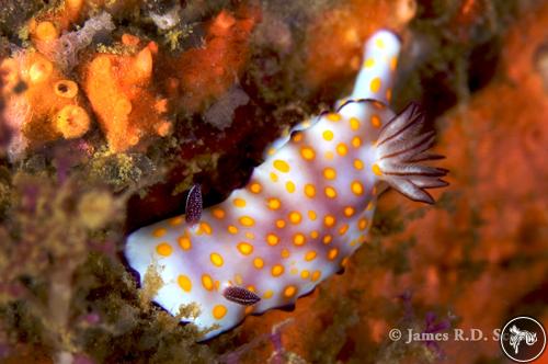 Hypselodoris sp. from Sri Lanka