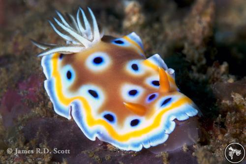 Goniobranchus geminus from Sri Lanka