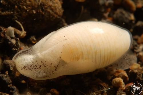 Auriculastrum sp. from Bali, Indonesia