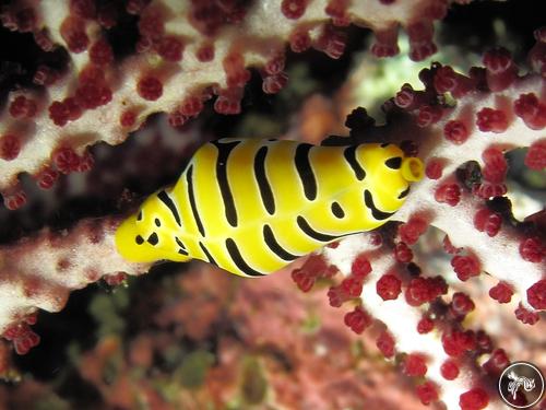 Cuspivolva tigris from Richelieu Rock, Thailand