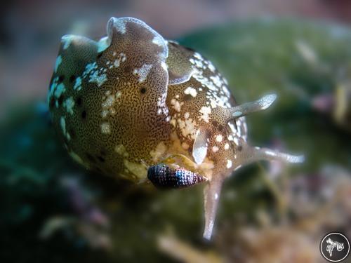 Aplysia punctata from Croatia