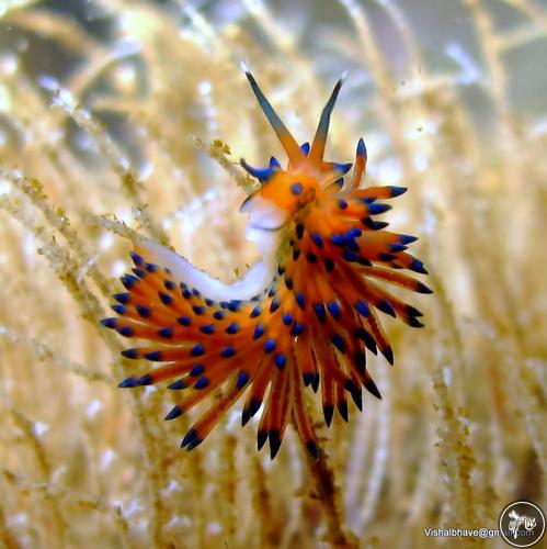 Eubranchus mimeticus from Ratnagiri, India