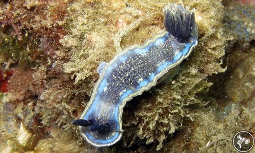 Hypselodoris cantabrica from Spain