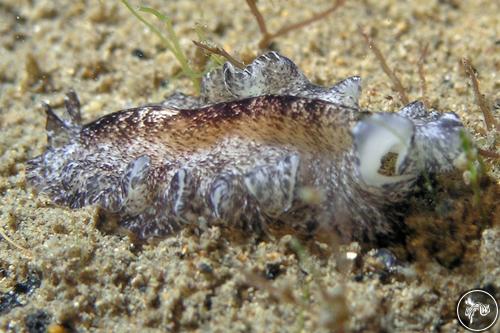 Phrikoceros sp. from Fremantle, Australia