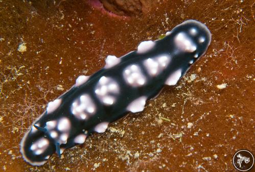 Phyllidiella pustulosa from PNG