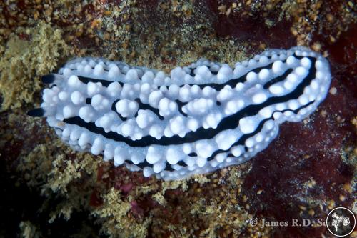 Phyllidiopsis sp. from Sri Lanka