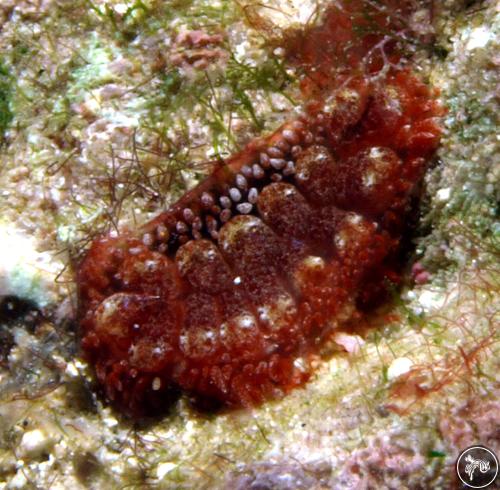 Madrella gloriosa from Watamu, Kenya