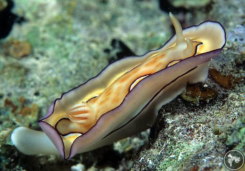 Goniobranchus coi from Micronesia