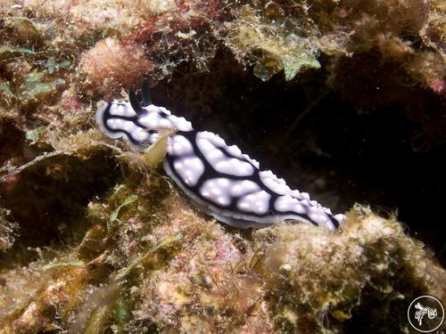 Phyllidiella pustulosa from Malaysia