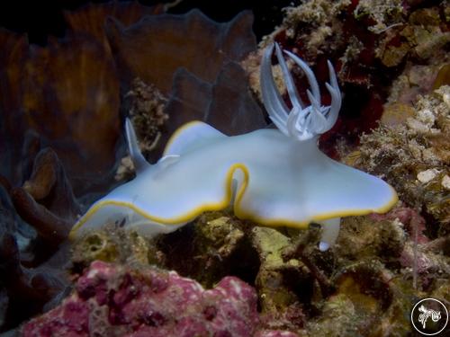 Ardeadoris egretta from Philippines