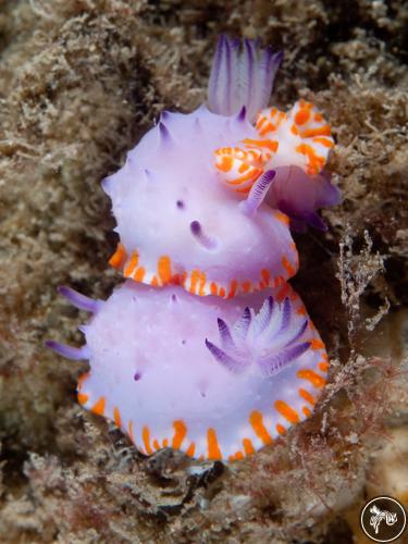 Mexichromis macropus from Australia