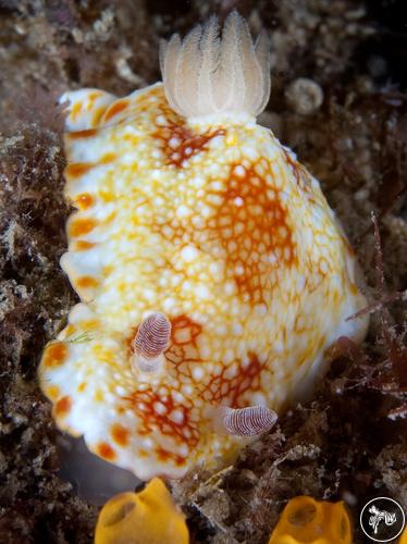 Chromodoris sp. from Australia