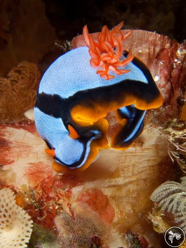 Chromodoris westraliensis from Australia