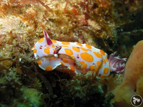 Ceratosoma amoenum from Australia