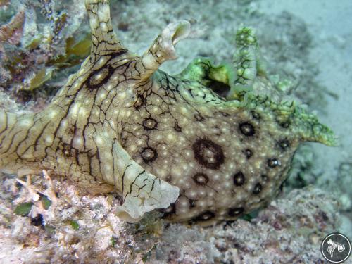 Aplysia dactylomela from Philippines