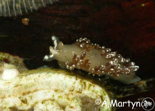 Flabellina athadona from Peter the Great Bay, Russia