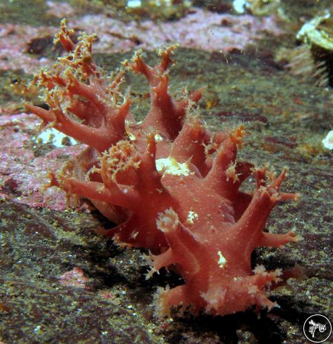 Dendronotus frondosus from Norway