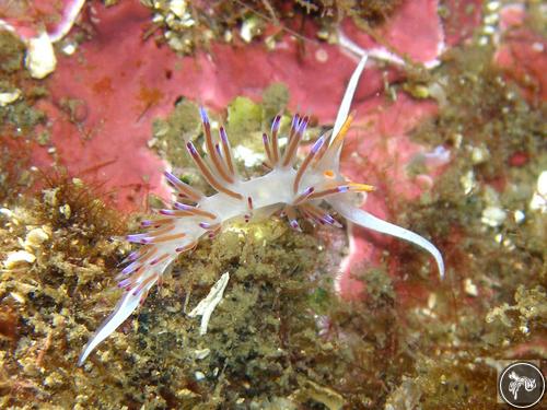 Cratena peregrina from France