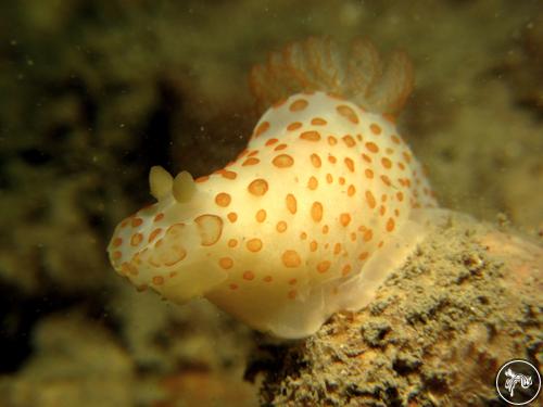 Gymnodoris impudica from Singapore