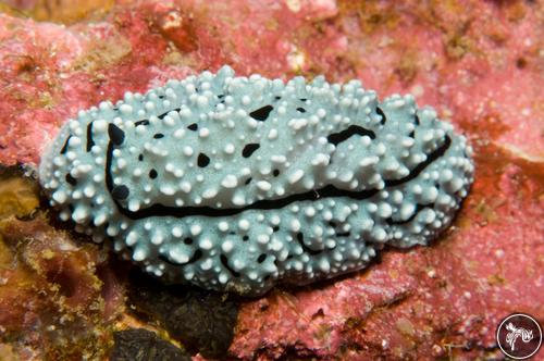 Phyllidiella hageni from PNG