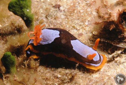 Chromodoris westraliensis from Australia