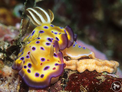 Goniobranchus kuniei from Fiji