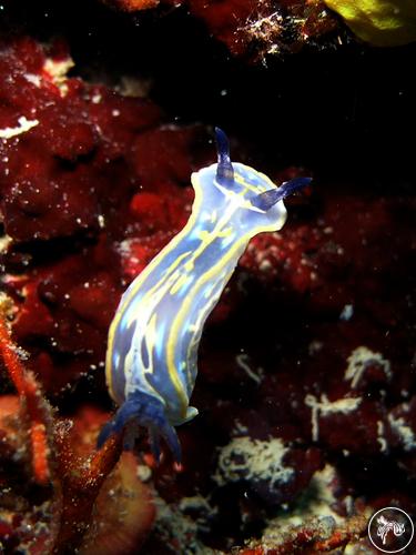 Hypselodoris midatlantica from Croatia