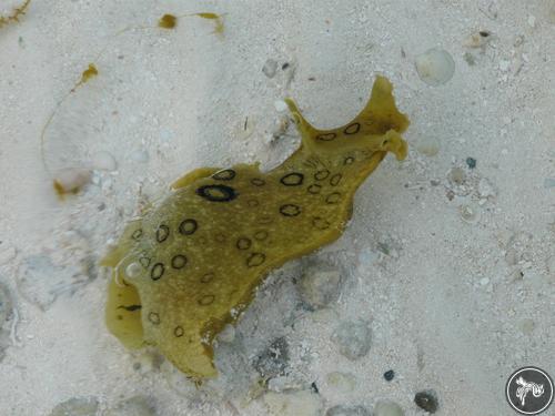 Aplysia dactylomela from Cuba