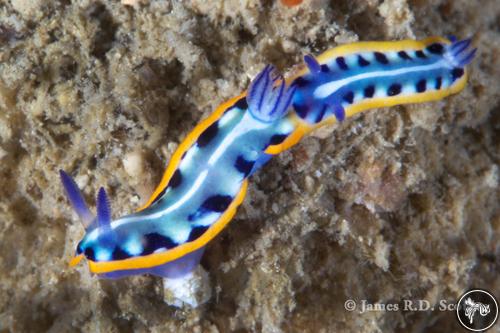 Mexichromis kempfi from Panama