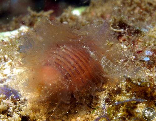 Cymatium succinctum from Watamu, Kenya