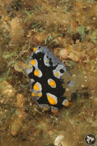 Phyllidia picta from Malaysia