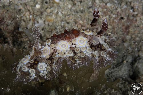 Carminodoris estrelyado from Malaysia