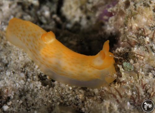 Gymnodoris citrina from Malaysia